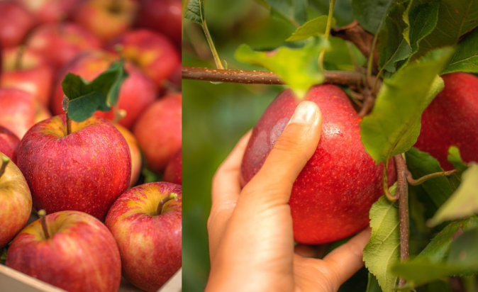 French Apple Production Reaches a Three-Year High in 2023, Supplying Exceptional Produce to GCC consumers