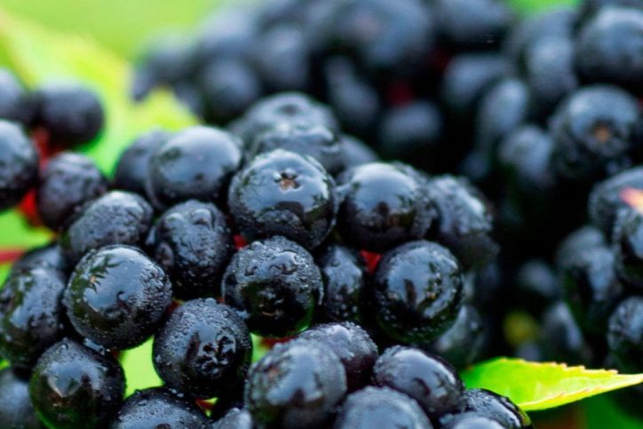 Nektium Introduces Organic Elderberry Extract