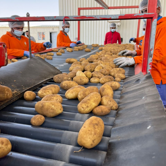 Elite Agro’s UAE-grown potatoes, now back in season