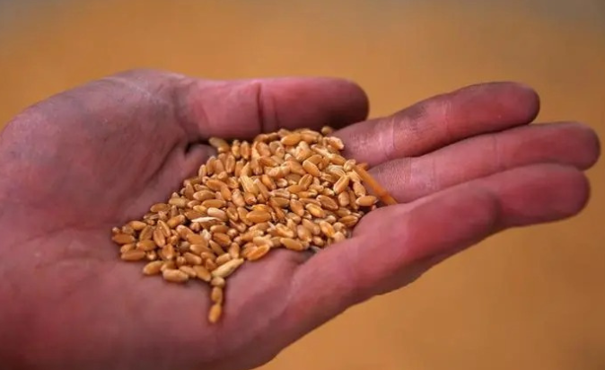 Losses are Limited as Wheat Declines from a Two-Week High