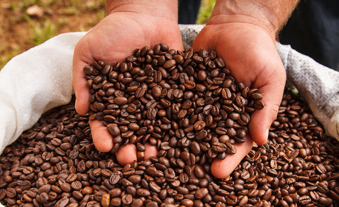 Coffee Plantations Wager on Sustainability