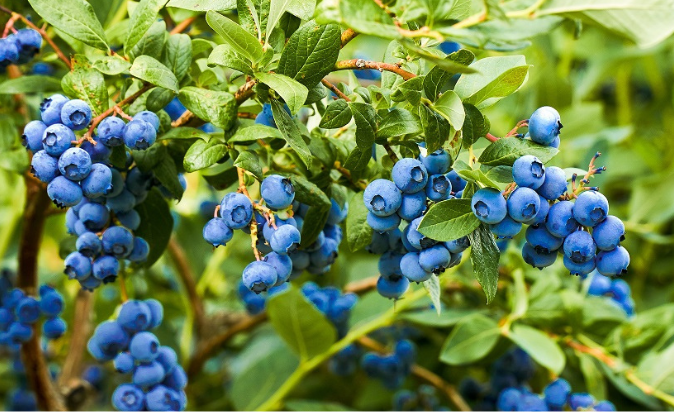 Elite Agro Increases the Production Area of Blueberries Cultivated in the UAE for the Next Season
